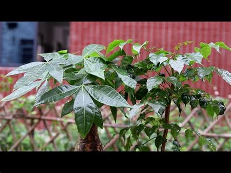 大門口擋煞植物|大門口適合放什麼植物？化煞招財必學指南 